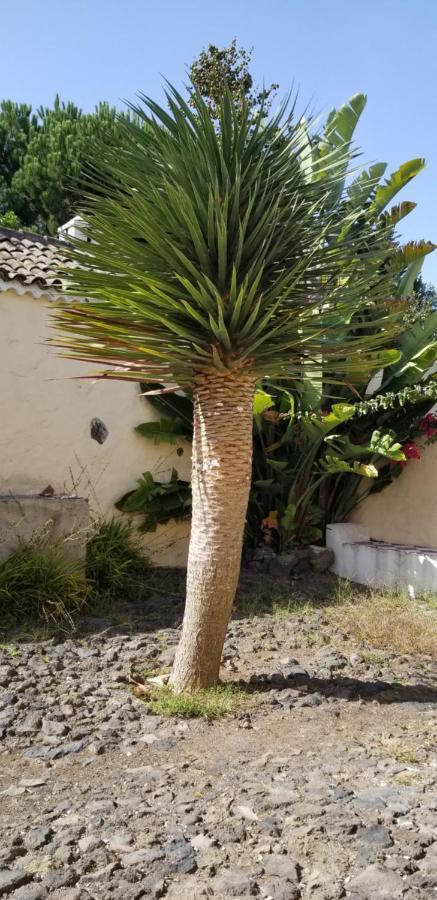 La Casita De La Vega Apartment Icod De Los Vinos Luaran gambar